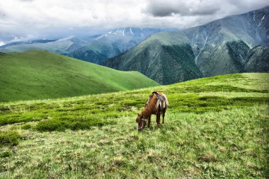 Doğadaki yeşil çimlerin arasındaki at. Kahverengi at. Köyde otlanan atlar..