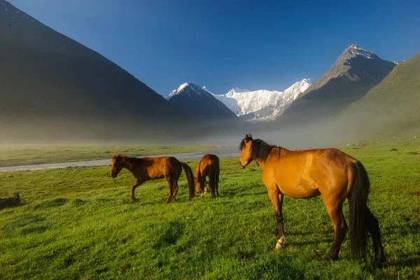 Pferd Inmitten Grünen Grases Der Natur Braunes Pferd Weidende Pferde — Stockfoto