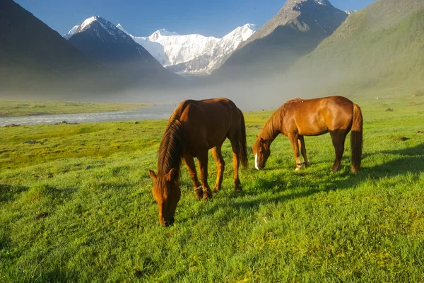 Pferd Inmitten Grünen Grases Der Natur Braunes Pferd Weidende Pferde — Stockfoto