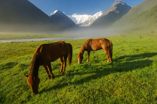 Pferd Inmitten Grünen Grases Der Natur Braunes Pferd Weidende Pferde — Stockfoto