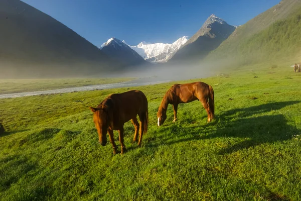 Pferd Inmitten Grünen Grases Der Natur Braunes Pferd Weidende Pferde — Stockfoto