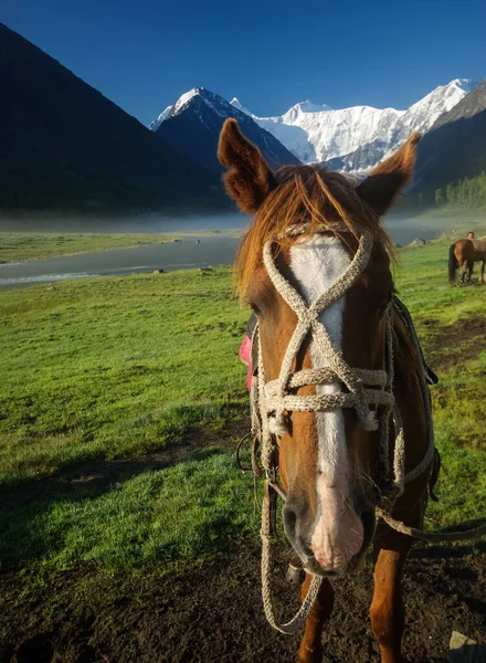 Pferd Inmitten Grünen Grases Der Natur Braunes Pferd Weidende Pferde — Stockfoto
