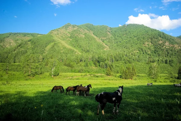 Pferd Inmitten Grünen Grases Der Natur Braunes Pferd Weidende Pferde — Stockfoto