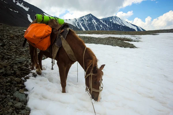 自然の中で緑の草の間の馬 茶色の馬 村の放牧馬 — ストック写真