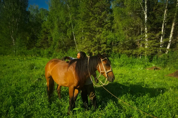 在大自然的绿草中骑马 棕色的马村里正在放牧的马 — 图库照片