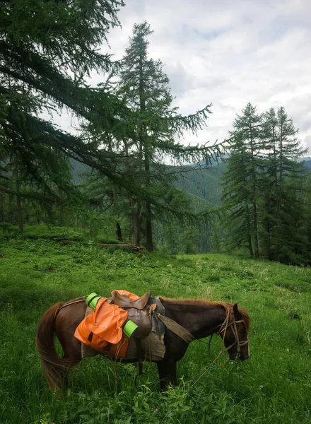 Cavalo Entre Grama Verde Natureza Cavalo Castanho Cavalos Enlouquecedores Aldeia — Fotografia de Stock