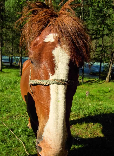 自然の中で緑の草の間の馬 茶色の馬 村の放牧馬 — ストック写真