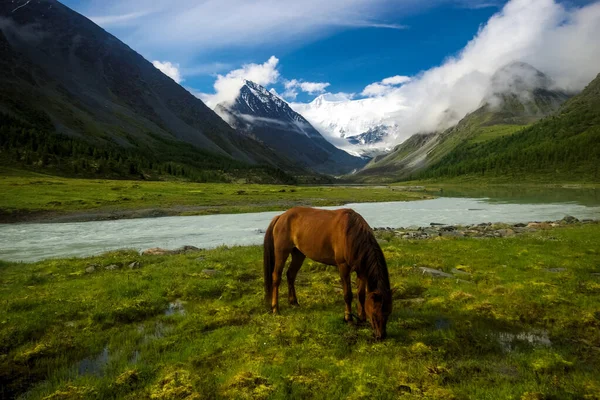 Лошадь Среди Зеленой Травы Природе Коричневый Выпас Лошадей Деревне — стоковое фото
