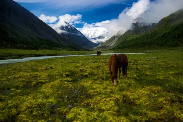 Лошадь Среди Зеленой Травы Природе Коричневый Выпас Лошадей Деревне — стоковое фото