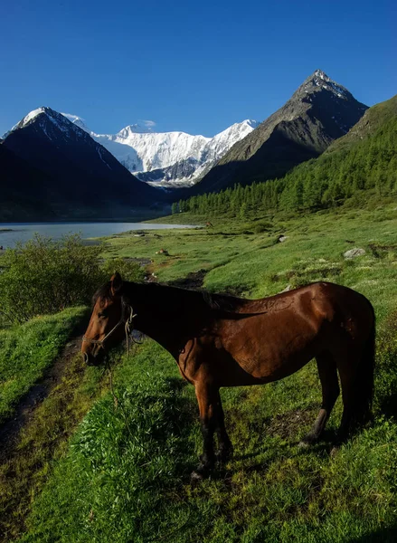 Caballo Entre Hierba Verde Naturaleza Caballo Marrón Grazing Caballos Pueblo —  Fotos de Stock