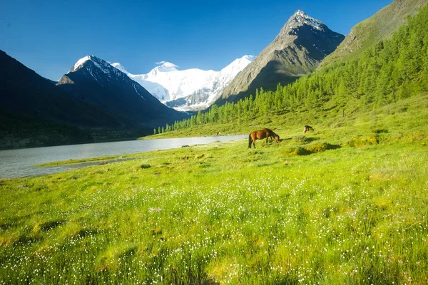 Horse Green Grass Nature Brown Horse Grazing Horses Village — Stock Photo, Image