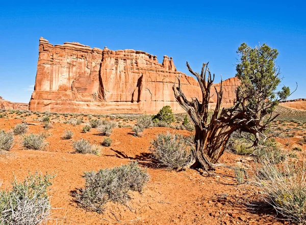 Naturen Nationalpark Utah Landskapet Och Stenar Vägar Och Propinki Park — Stockfoto