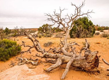 Doğa Milli Parkı, Utah. Manzara ve kayalar. Yollar ve propinki Park, Utah.