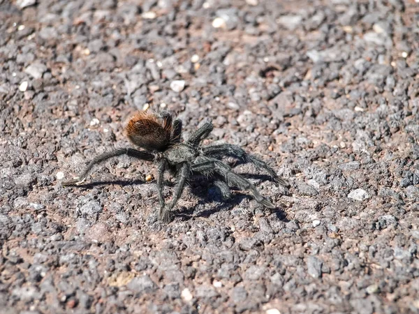 Tarântula Negra Aranhas Utah Grand Canyon — Fotografia de Stock