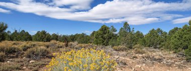 Büyük Kanyon. Kanyon manzarası, manzara ve doğa..