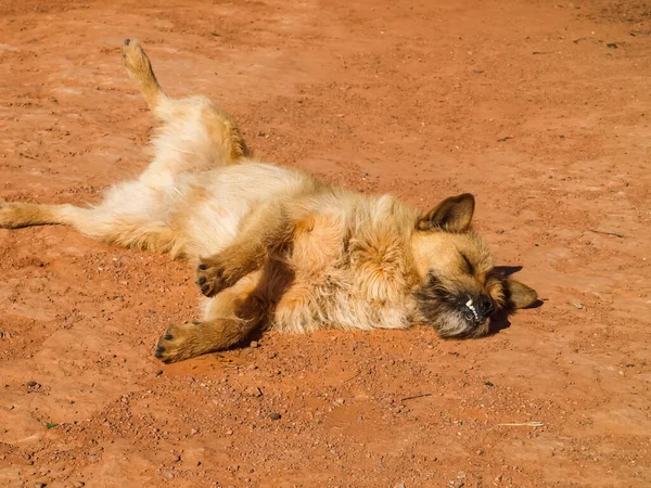 Cão Fundo Monument Valley — Fotografia de Stock