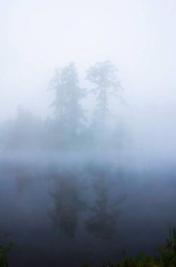 Doğal peyzaj. Çim ve ormandaki ağaçlar. El değmemiş doğası, gün batımı.
