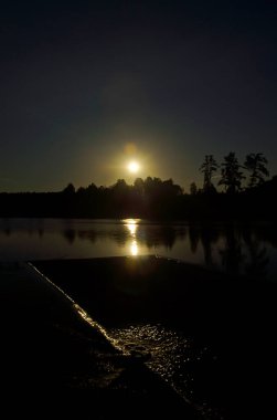 Doğal peyzaj. Çim ve ormandaki ağaçlar. El değmemiş doğası.