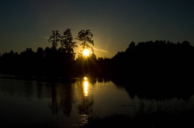 Doğal peyzaj. Çim ve ormandaki ağaçlar. El değmemiş doğası.