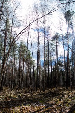 Doğal peyzaj. Çim ve ormandaki ağaçlar. El değmemiş doğası, gün batımı.