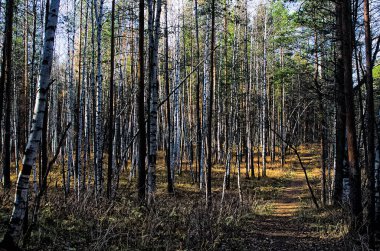 Doğal peyzaj. Çim ve ormandaki ağaçlar. El değmemiş doğası, gün batımı.