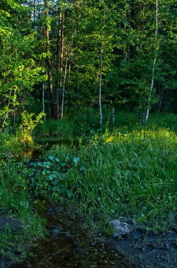 Doğal peyzaj. Çim ve ormandaki ağaçlar. El değmemiş doğası, gün batımı.