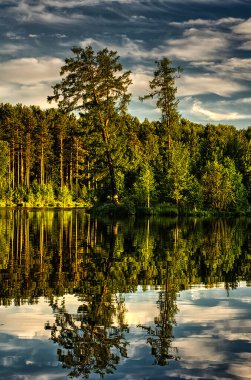 Doğal peyzaj. Çim ve ormandaki ağaçlar. El değmemiş doğası, gün batımı.