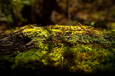 Doğal peyzaj. Çim ve ormandaki ağaçlar. El değmemiş doğası, gün batımı.