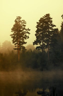 Doğal peyzaj. Çim ve ormandaki ağaçlar. El değmemiş doğası.
