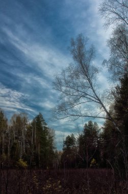 Doğal peyzaj. Çim ve ormandaki ağaçlar. El değmemiş doğası.