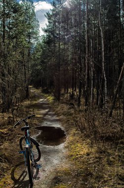 Doğal peyzaj. Çim ve ormandaki ağaçlar. El değmemiş doğası.