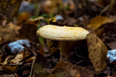 Doğal peyzaj. Çim ve ormandaki ağaçlar. El değmemiş doğası.