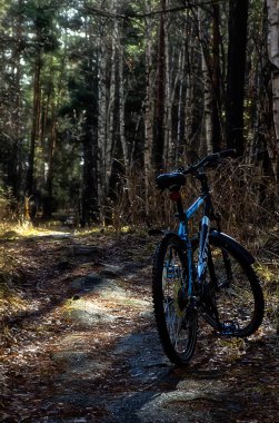 Doğal peyzaj. Çim ve ormandaki ağaçlar. El değmemiş doğası.