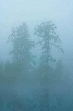 Doğal peyzaj. Çim ve ormandaki ağaçlar. El değmemiş doğası.