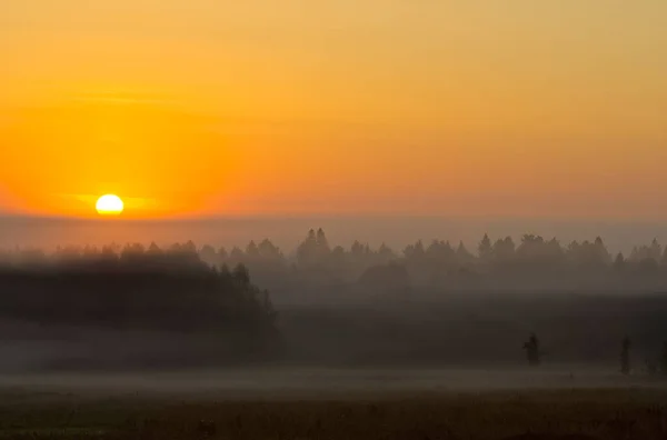 Naturlandschaft Gras Und Bäume Wald Unberührte Natur Sonnenuntergang — Stockfoto