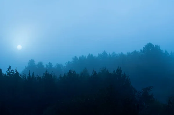 Paisagem Natural Relva Árvores Floresta Natureza Intocada — Fotografia de Stock