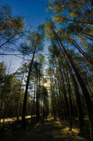 Paisagem Natural Relva Árvores Floresta Natureza Intocada Pôr Sol — Fotografia de Stock