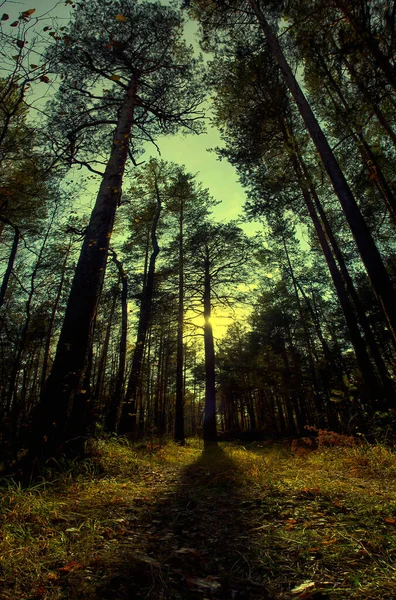 Paisagem Natural Relva Árvores Floresta Natureza Intocada Pôr Sol — Fotografia de Stock