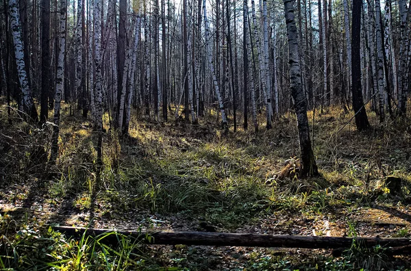 Природный Пейзаж Трава Деревья Лесу Нетронутая Природа Закат — стоковое фото