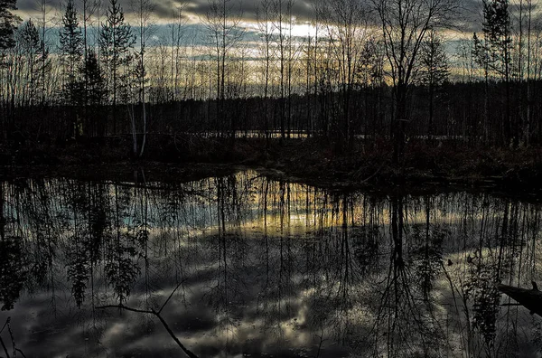 Paesaggio Naturale Erba Alberi Nella Foresta Natura Incontaminata Tramonto — Foto Stock