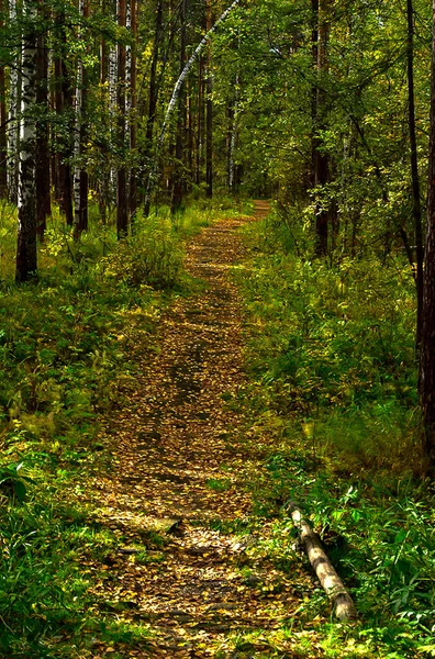 Paisagem Natural Relva Árvores Floresta Natureza Intocada Pôr Sol — Fotografia de Stock