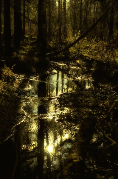 Paisagem Natural Relva Árvores Floresta Natureza Intocada Pôr Sol — Fotografia de Stock