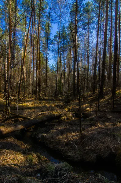 Naturliga Landskapet Gräs Och Träd Skogen Orörd Natur Solnedgång — Stockfoto