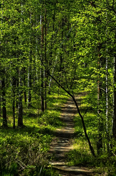 Paisagem Natural Relva Árvores Floresta Natureza Intocada Pôr Sol — Fotografia de Stock