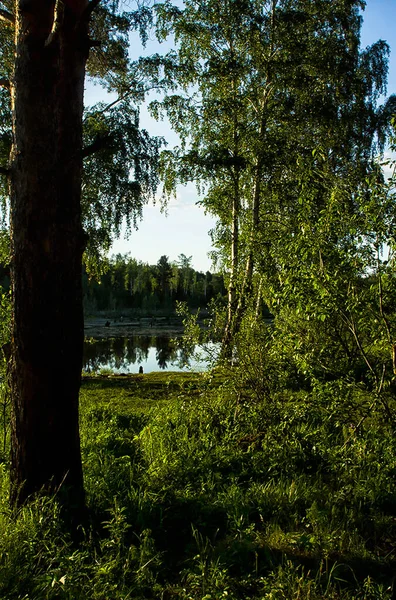 Природный Пейзаж Трава Деревья Лесу Нетронутая Природа Закат — стоковое фото