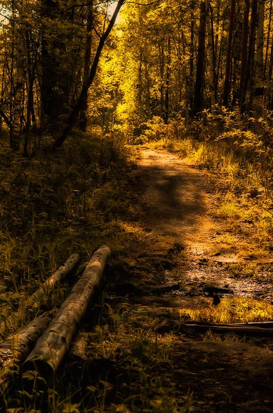 Paisagem Natural Relva Árvores Floresta Natureza Intocada Pôr Sol — Fotografia de Stock