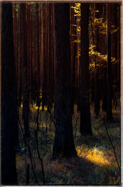 Природный Пейзаж Трава Деревья Лесу Нетронутая Природа Закат — стоковое фото