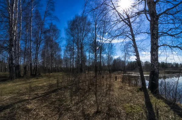 Paisagem Natural Relva Árvores Floresta Natureza Intocada Pôr Sol — Fotografia de Stock