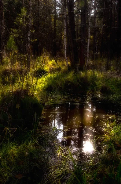 Paisaje Natural Hierba Árboles Bosque Naturaleza Intacta Puesta Sol —  Fotos de Stock