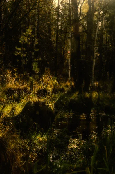 Přírodní Krajiny Tráva Stromy Lese Nedotčená Příroda Západ Slunce — Stock fotografie